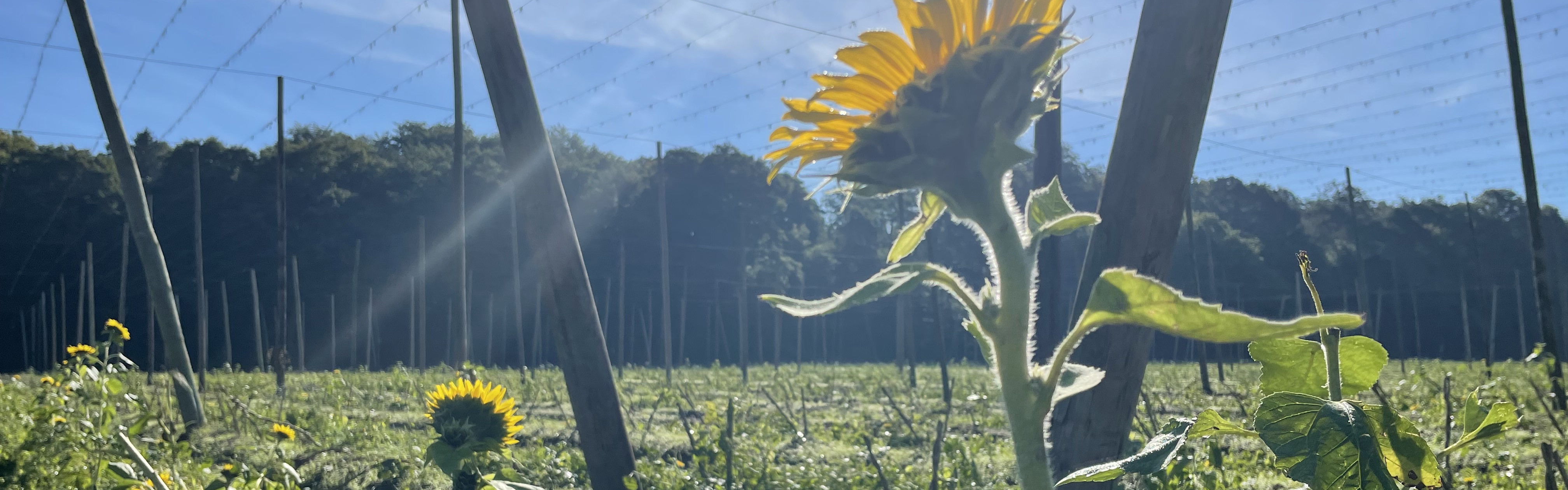 Slider Herbst Sonnenblume und Hopfengarten